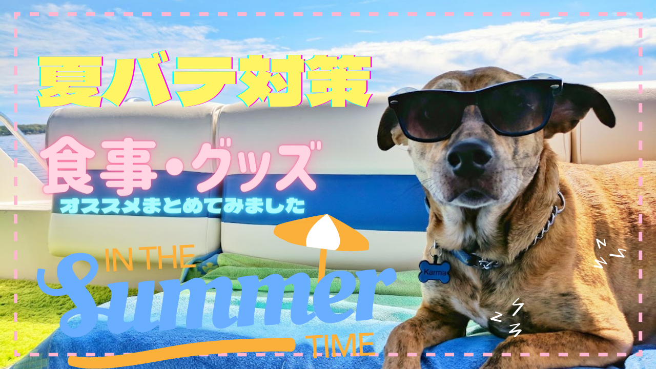 夏こそ必見 犬の夏バテ対策を経験を元に３つのポイントで紹介します Shellicoblog